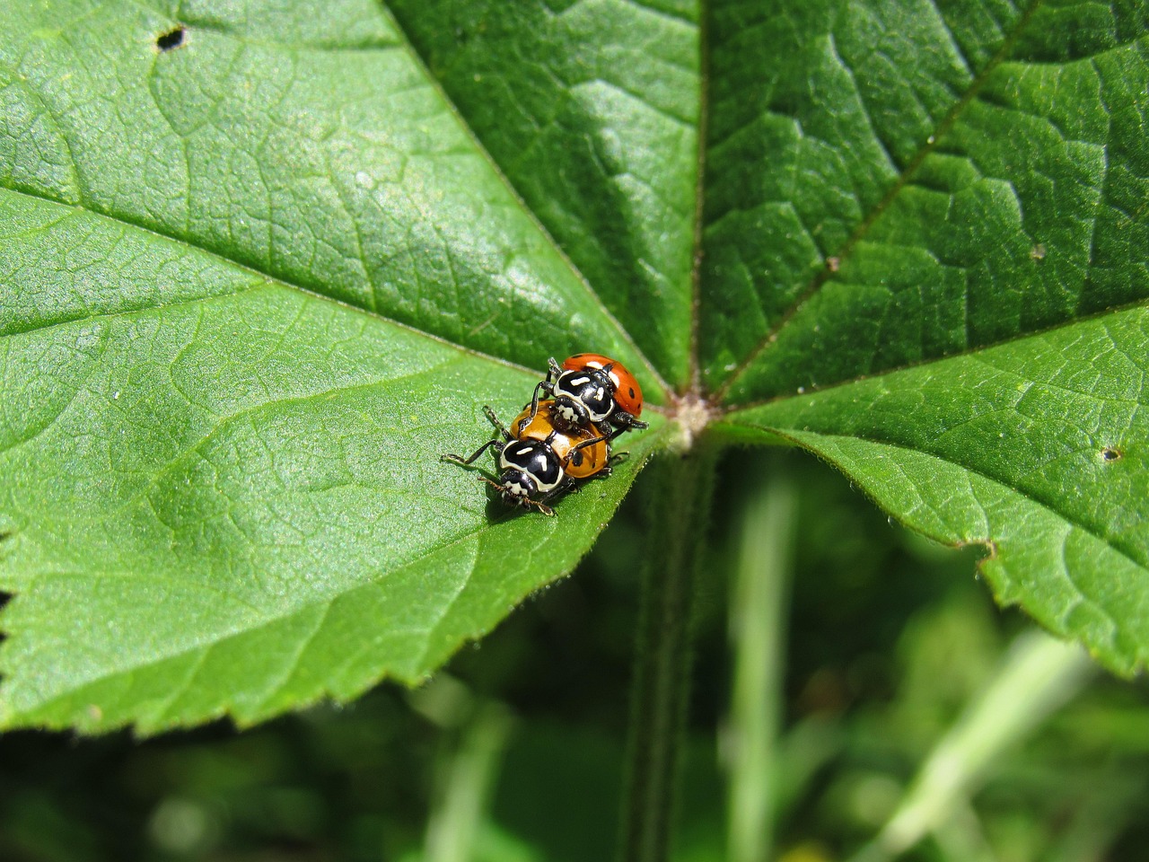 http攻击|ipad app store详情下载教程