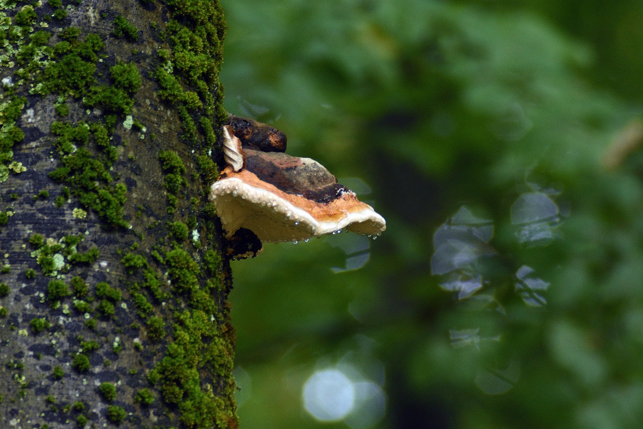 国内微信号:做幻灯片的软件详情下载教程app