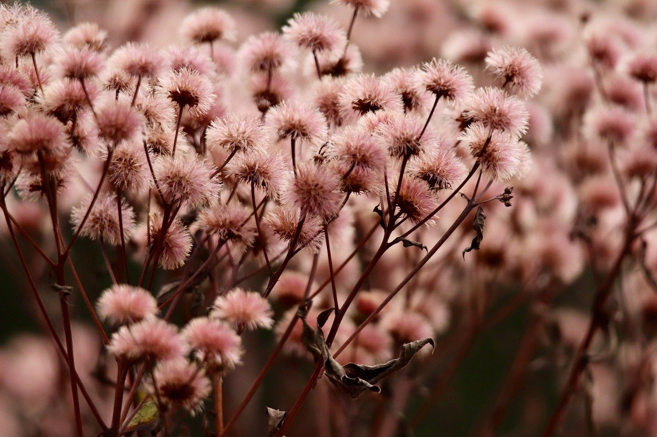 西藏本土工商代理平台官网