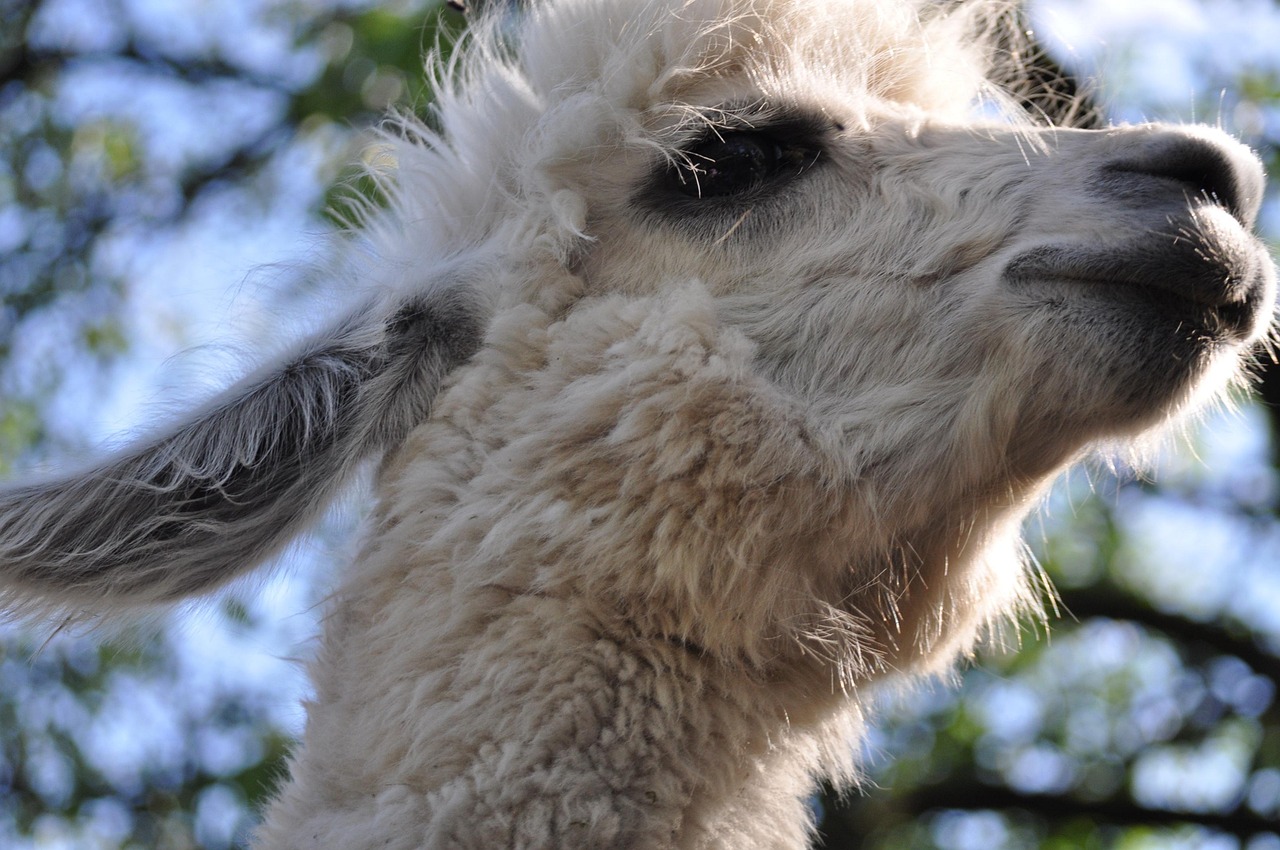 ume影城app详情下载教程